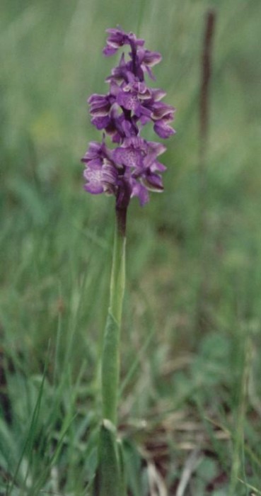 Kytička